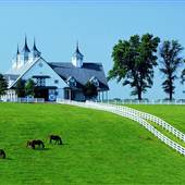 Calumet Farm