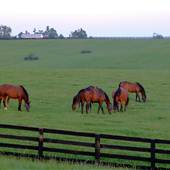Horse Fields
