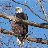 Eagles in Kentucky