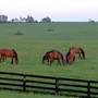 Horse Fields