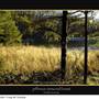 Jefferson Memorial Forest