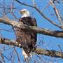 Eagles in Kentucky