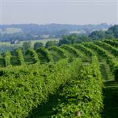Elk Creek Vineyards