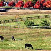 Claiborne Farm