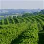 Elk Creek Vineyards