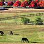 Claiborne Farm