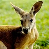 Kentucky Down Under Adventure Zoo
