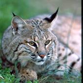 Salato Wildlife Center