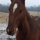 4 Star Horse Farm