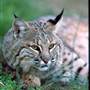 Salato Wildlife Center