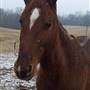 4 Star Horse Farm