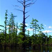 Cypress Lakes RV Park