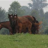 Coolmore