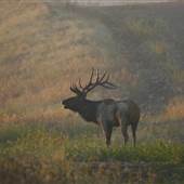 Saddle Up Elk Tours