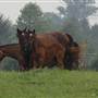 Coolmore