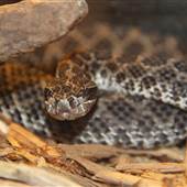 Kentucky Reptile Zoo