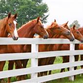 American Saddlebred Horse Farm Tours
