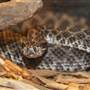 Kentucky Reptile Zoo
