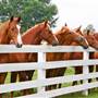 American Saddlebred Horse Farm Tours