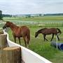 Kentucky Downs Race Track