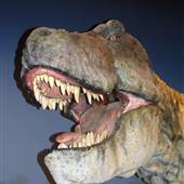 Creation Museum