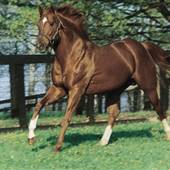 Secretariat's Grave