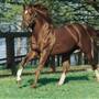 Secretariat's Grave