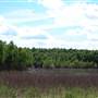 Peal Marshlands