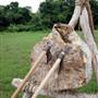 Wickliffe Mounds State Historic Site