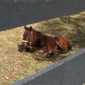Shadwell Farm