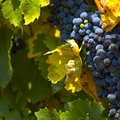 Springhill Winery Plantation & B&B