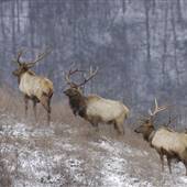 Buckhorn