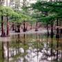 Sloughs Wildlife Management