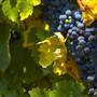 Springhill Winery Plantation & B&B